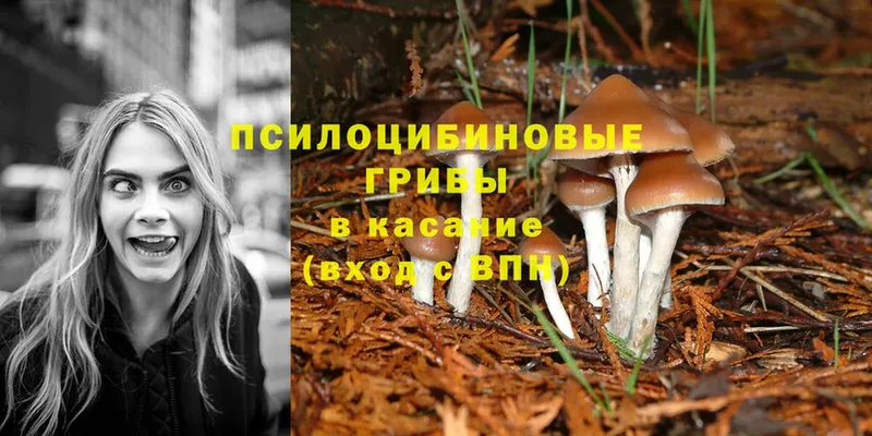 кракен ТОР  Ноябрьск  Псилоцибиновые грибы Psilocybe 